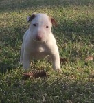 Filhotes De Bull Terrier Pedigree CBKC Campeões