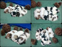 Filhotes de cachorro da raça shih-tzu para vender