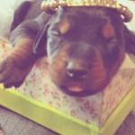 Filhotes Doberman