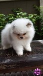 Quero muito adotar um cãozinho