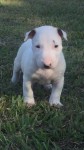 Filhotes De Bull Terrier Pedigree CBKC Campeões