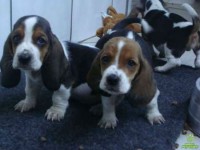 filhotes super lindos de basset hound