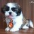 Filhote de Shih-Tzu Macho