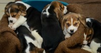 filhotes super lindos de beagle