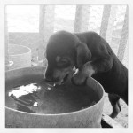Filhotes Doberman