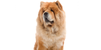 Quero muito adotar um cãozinho