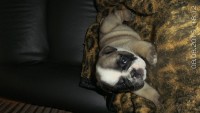 Bulldog inglês