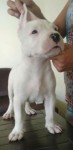 Filhotes de Dogo Argentino