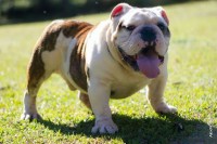 Filhotes de Bulldog Ingles