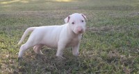 Filhotes De Bull Terrier Pedigree CBKC Campeões
