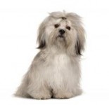 Quero muito adotar um cãozinho