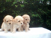 Mini Poodle legitimo Femea