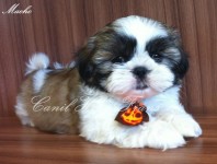 Filhote de Shih-Tzu Macho