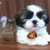 Filhote de Shih-Tzu Macho