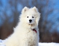 Quero muito adotar um cãozinho