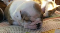 Filhotes de Bulldog Ingles