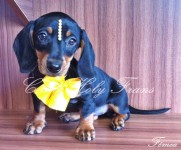 Filhote de Dachshund Fêmea