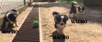 Filhotes de border collie