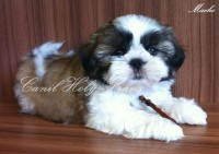 Filhote de Shih-Tzu Macho