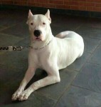 Filhotes de Dogo Argentino