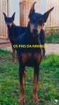 Filhotes Doberman