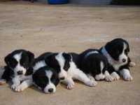 filhotes super lindos de border collie