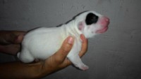 Maravilhosos filhotes de bull terrier