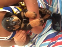 Filhotes de rottweiler