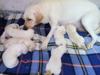 Vendo Filhotes de Labrador ( cor amarelo)