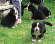 filhotes super lindos de bernese mountain