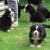 BERNESE 5