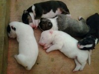 filhotes super lindos de bull terrier
