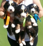 filhotes super lindos de bernese mountain
