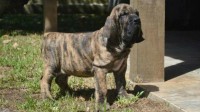 Lindos filhotes de Fila brasileiro