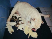 Filhotes de Bulldog Ingles