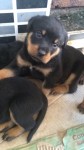 Filhotes de rottweiler