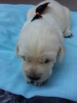 Vendo Filhotes de Labrador ( cor amarelo)