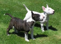 filhotes super lindos de bull terrier