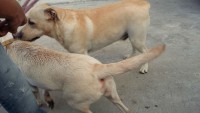 Vendo Filhotes de Labrador ( cor amarelo)