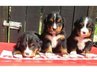 filhotes super lindos de bernese mountain