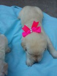 Vendo Filhotes de Labrador ( cor amarelo)