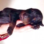 Filhotes Doberman