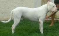 Filhotes de Dogo Argentino