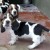 BASSET HOUND 3