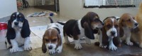 filhotes super lindos de basset hound