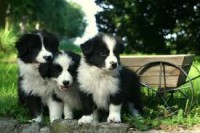 filhotes super lindos de border collie