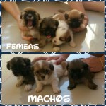 Filhotes de Lhasa Apso lindos e puros