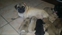 lindos pugs, otima linhagem