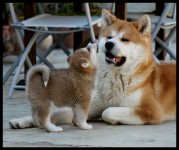 filhotes super lindos de akita inu