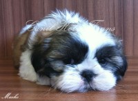 Filhote de Shih-Tzu Macho